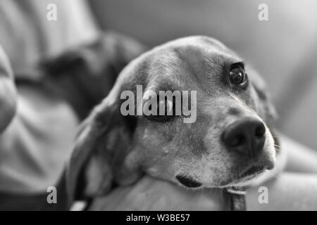 Un beagle inglese a tre colori (Canis lupus familiaris) guarda la fotocamera con occhi grandi. Foto Stock