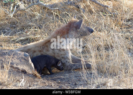 Avvistato iene (Crocuta crocuta), giacente madre con i giovani al burrow ingresso, nelle prime ore del mattino, il Parco Nazionale Kruger, Sud Africa e Africa Foto Stock