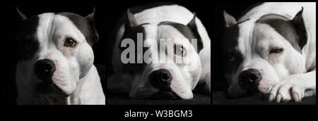 Un trittico di un American Staffordshire Terrier cane ritratti da studio Foto Stock