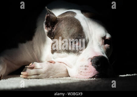 Un dolce delicato American Staffordshire Terrier è illuminato con luce solare per un cane ritratto Foto Stock