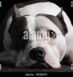 Un dolce delicato American Staffordshire Terrier è illuminato con luce solare per un cane ritratto Foto Stock