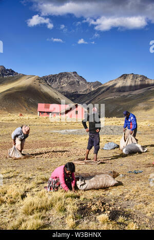 Raccolto di patate in alto Ande, Bolivia Foto Stock