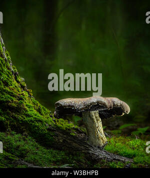 Fungo su Mossy Tree Root in foresta, Pennsylvania, STATI UNITI D'AMERICA Foto Stock