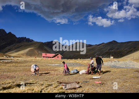 Raccolto di patate in alto Ande, Bolivia Foto Stock