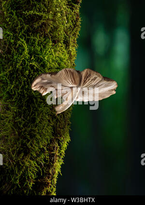 Funghicoltura sulla struttura di Muschio in foresta, Pennsylvania, STATI UNITI D'AMERICA Foto Stock
