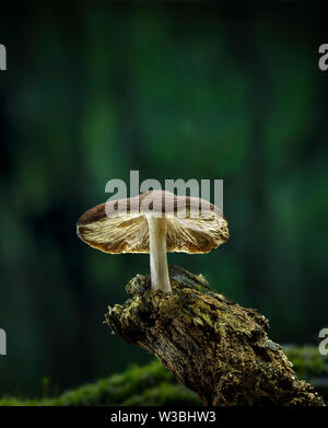 A forma di fungo presente sul ramo di marcio nella foresta, Pennsylvania, STATI UNITI D'AMERICA Foto Stock