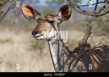 Kudu maggiore (Tragelaphus strepsiceros), femmina adulta, attento, animale ritratto, Kruger National Park, Sud Africa e Africa Foto Stock