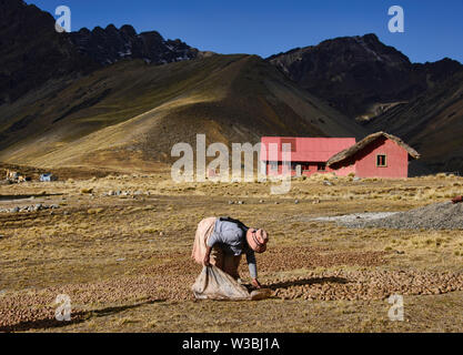 Raccolto di patate in alto Ande, Bolivia Foto Stock