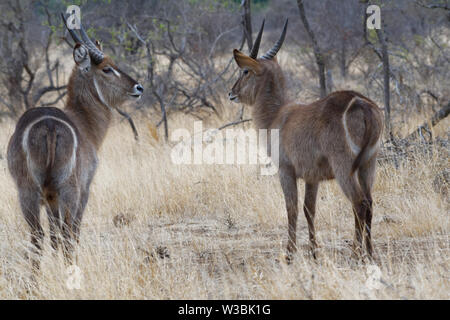 Waterbucks comune (Kobus ellipsiprymnus), due maschi adulti in piedi nella prateria a secco, attento, il Parco Nazionale Kruger, Sud Africa e Africa Foto Stock