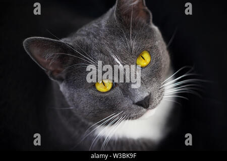 Un bellissimo gatto grigio brillante con gli occhi gialli, un naso nero e una macchia bianca sulla sua fronte si siede nelle tenebre e guarda in alto Foto Stock