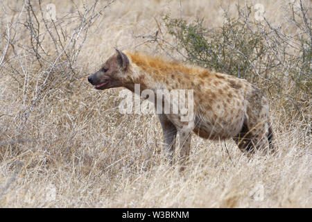 Spotted hyena (Crocuta crocuta), Adulto, stando in erba secca, avviso Kruger National Park, Sud Africa e Africa Foto Stock