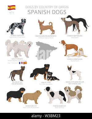 Cani dal paese di origine. Lo spagnolo cane razze. Pastori, caccia, pastorizia, giocattolo, lavoro e cani di servizio impostato. Illustrazione Vettoriale Illustrazione Vettoriale