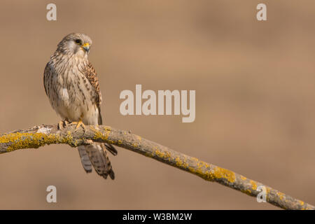 Un close-up di una bellissima femmina Grillaio appollaiato su un ramo (Falco naumanni) Foto Stock