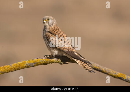 Un close-up di una bellissima femmina Grillaio appollaiato su un ramo (Falco naumanni) Foto Stock