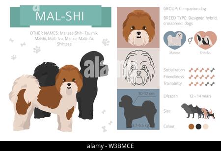 Designer, incroci, mix ibrido cani raccolta isolati su bianco. Uno stile piatto clipart set. Illustrazione Vettoriale Illustrazione Vettoriale