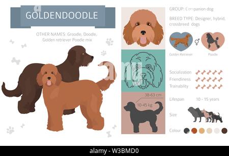 Designer, incroci, mix ibrido cani raccolta isolati su bianco. Uno stile piatto clipart set. Illustrazione Vettoriale Illustrazione Vettoriale