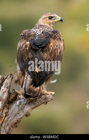 Uccelli rari l'aquila del Bonelli su un ramo- Aquila fasciata -Hieraaetus fasciatus Foto Stock