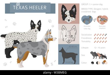 Designer, incroci, mix ibrido cani raccolta isolati su bianco. Uno stile piatto clipart set. Illustrazione Vettoriale Illustrazione Vettoriale