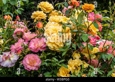 Le Rose in giardino in Burbage, Wiltshire, Regno Unito Foto Stock