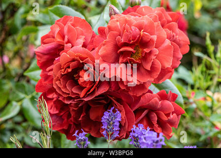 Rose rosse in giardino in Burbage, Wiltshire, Regno Unito Foto Stock