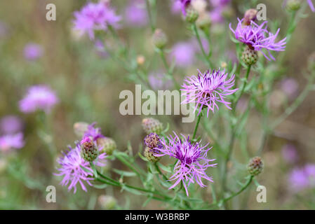 Centaurea scabiosa, maggiore fiordaliso fiori in Prato Foto Stock