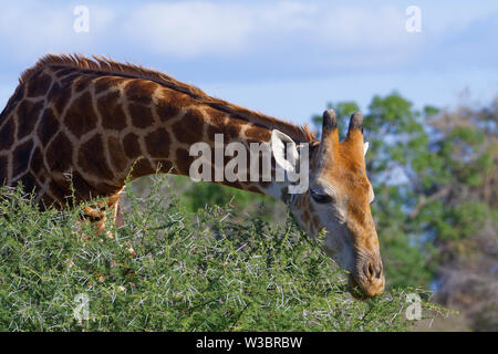 Sud Africa (giraffa Giraffa camelopardalis giraffa), Adulto, si nutrono di foglie e spine di un arbusto spinoso,Kruger National Park, Sud Africa e Africa Foto Stock