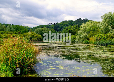 Fiume nella foresta Foto Stock