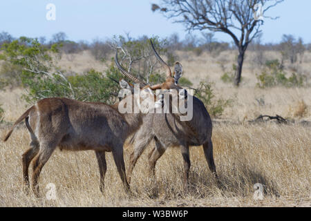 Waterbucks comune (Kobus ellipsiprymnus), due maschi adulti combattimenti nei prati secchi, Kruger National Park, Sud Africa e Africa Foto Stock