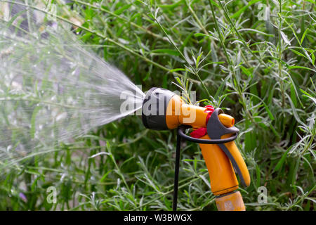 Giardino portatile automatico tubo di plastica di un sistema di irrigazione con una doccia montata la testa di spruzzo del prato di irrigazione. Foto Stock