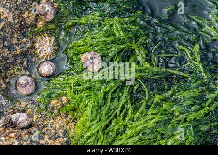 Gutweed / lattuga di mare / erba kelp (Ulva intestinalis / Enteromorpha intestinalis) alga verde lavato sulla spiaggia rocciosa