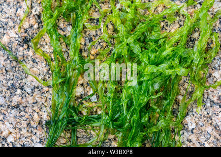 Gutweed / lattuga di mare / erba kelp (Ulva intestinalis / Enteromorpha intestinalis) alga verde lavato sulla spiaggia rocciosa Foto Stock