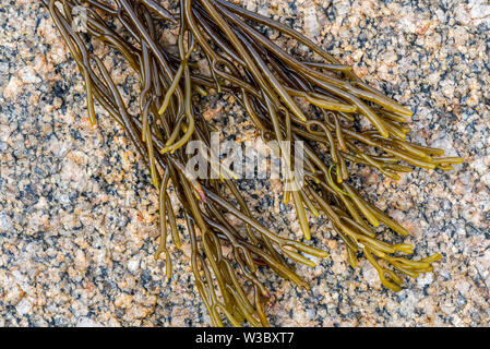 Bifurcaria bifurcata, marrone alga alga marina si è incagliata sulla spiaggia rocciosa Foto Stock