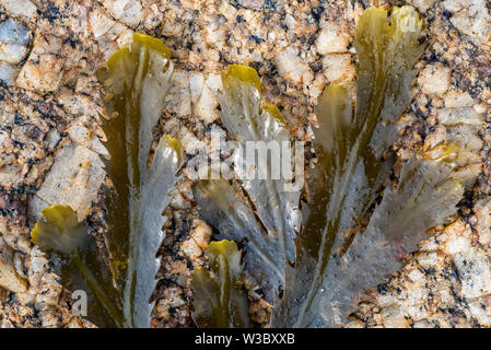 Dentate / wrack wrack dentellata (Fucus serratus) alghe del Nord Oceano Atlantico Foto Stock