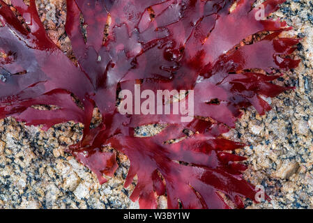 Dulse / dillisk / dilsk (Palmaria palmata / Ceramium palmatum), alga rossa commestibile (Rhodophyta) lavata a terra su una spiaggia rocciosa in Normandia, Francia Foto Stock