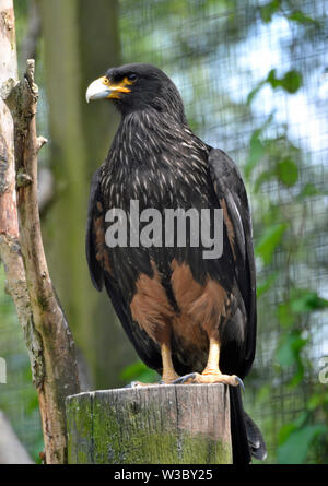 Un caracara striato Birdland Parco e Giardini in Bourton-on-the-acqua, Gloucestershire, Regno Unito Foto Stock