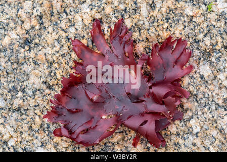 Dulse / dillisk / dilsk (Palmaria palmata / Ceramium palmatum), alga rossa commestibile (Rhodophyta) lavata a terra su una spiaggia rocciosa in Normandia, Francia Foto Stock