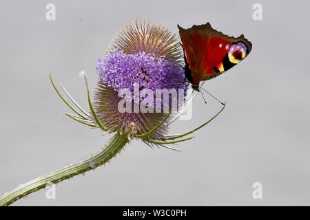 La farfalla di Peacock è un araldo di primavera frequentando giardini, e boschi. Si ritiene che le marcature degli occhi sulle ali intimidiscono i predatori. Foto Stock