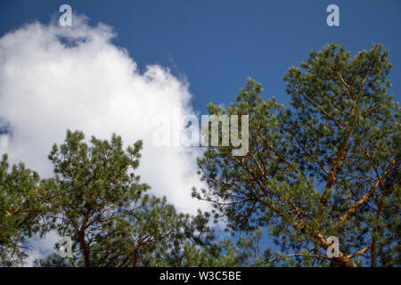 Un verde corone di alti alberi in un parco o in un bosco contro un blu cielo nuvoloso Foto Stock
