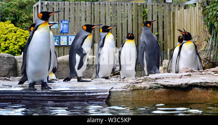 Re pinguini nel contenitore dei pinguini Birdland Parco e Giardini in Bourton-on-the-acqua, Gloucestershire, Regno Unito Foto Stock