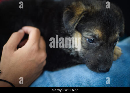 Cane sdraiato sul giro Foto Stock
