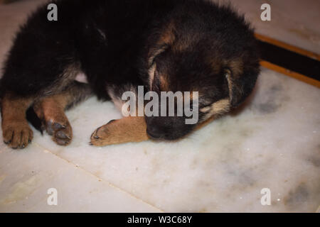 Cane sdraiato sul giro Foto Stock