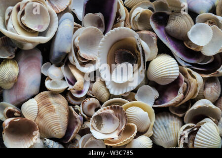 Gusci assortiti di varie dimensioni sono trovati sulle spiagge del mare. Close-up della collezione di conchiglie nella soleggiata giornata estiva. Un sacco di capesante cockleshell togeth impilati Foto Stock