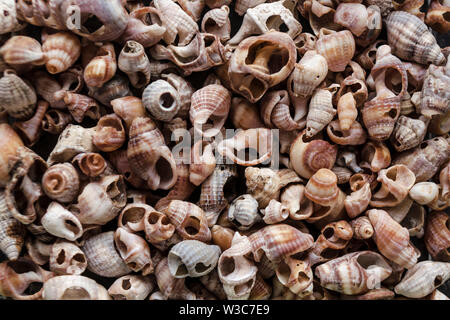 Gusci assortiti di varie dimensioni sono trovati sulle spiagge del mare. Close-up della collezione di conchiglie nella soleggiata giornata estiva. Un sacco di capesante cockleshell togeth impilati Foto Stock