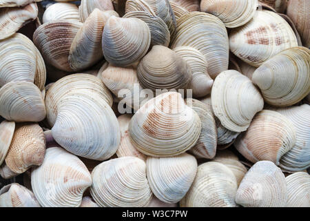 Gusci assortiti di varie dimensioni sono trovati sulle spiagge del mare. Vista ravvicinata della collezione di conchiglie nella soleggiata giornata estiva. Un sacco di capesante cockleshell impilati a t Foto Stock