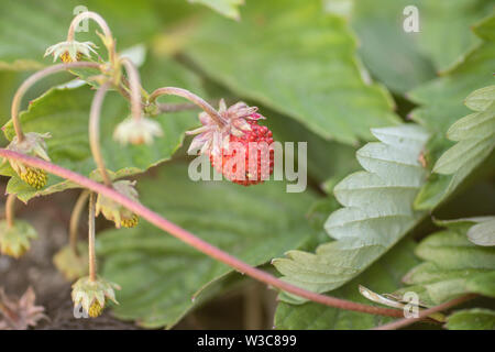 Frutto di una bacca di mock, Duchesnea indica. Blurr Foto Stock