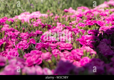 Vaso di piccoli garofani rosa Foto Stock