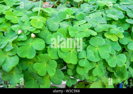 Tenere foglie di trifoglio come sfondo verde con tre-lasciava trifogli. Il giorno di San Patrizio nel background, simbolo di vacanza. Erba di trifoglio sul giardino estivo Foto Stock