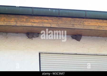 Nidi di uccelli su una casa al di sotto del tetto Foto Stock