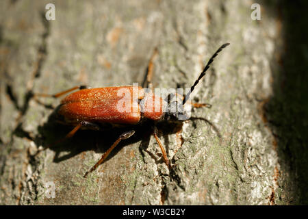 Rosso-marrone Longhorn Beetle (Stictoleptura rubra) su un tronco di albero nella foresta in estate Foto Stock