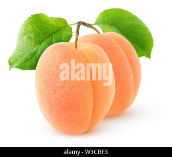 Isolate le albicocche. Due frutti di albicocca su un ramo con foglie isoated su sfondo bianco con tracciato di ritaglio Foto Stock